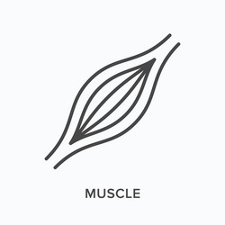 Muscle flat line icon outline vector