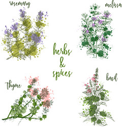 Fresh Herbs & Spices Watercolor Vector Image