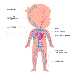 blood vessel heart circulatory system vector