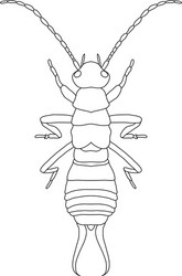 Forficula auricularia earwig sketch vector