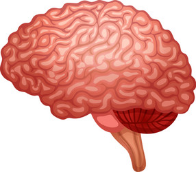 Human brain cartoon isolated Royalty Free Vector Image
