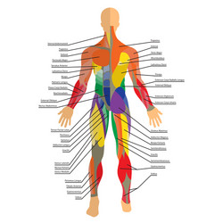 Human muscles the female body Royalty Free Vector Image