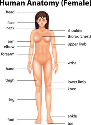 human body parts vector