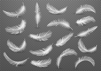 Realistic white feather Royalty Free Vector Image