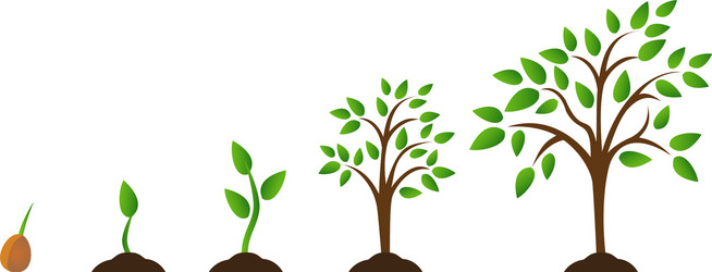 Phases plant growth infographic process Royalty Free Vector