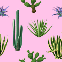 Seamless pattern with cactuses and succulents set vector