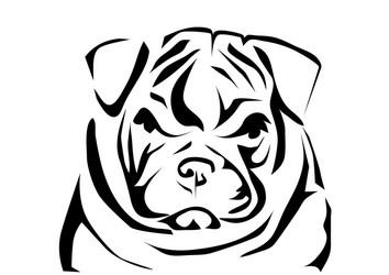 English Bulldog Portrait Vector Image
