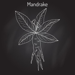 Mandrake root or mandragora officinarum vector