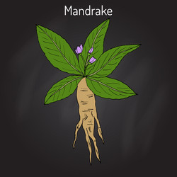 mandrake root or mandragora officinarum vector