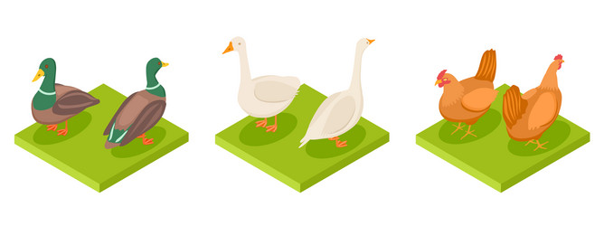 Isometric poultry hen duck and goose 3d vector