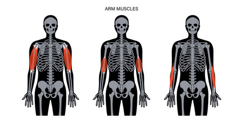 Human arm muscles vector