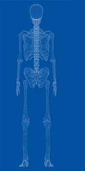 Human skeleton posing isolated over black Vector Image