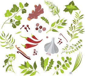Herbs and spices collection 8 Royalty Free Vector Image