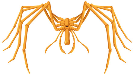 Giant sea spider deep sea creature Royalty Free Vector Image
