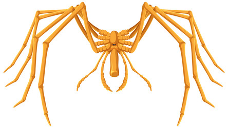 giant sea spider cartoon isolated vector