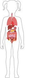 Human internal organs vector