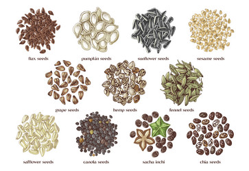 Edible Seed Collection - Hand Drawn Vector Image