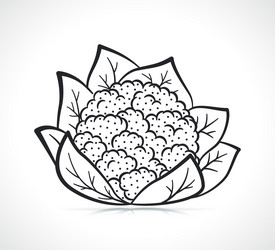 cauliflower on white background vector