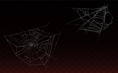 collection realistic cobweb spider web vector