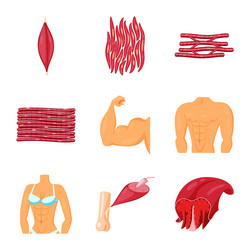 isolated object of muscle and cells sign set vector