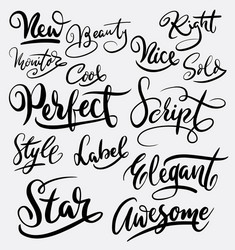 Elegant Script Typography vector image
