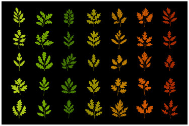 Oak tree leaves season color spring summer fall Vector Image