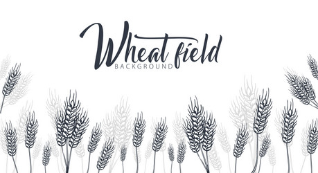 bakery background with wheats linear graphic vector image