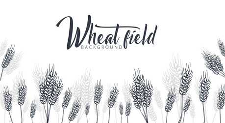 Bakery background with wheats linear graphic vector