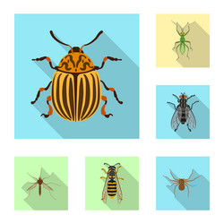 Isolated object of insect and fly symbol vector