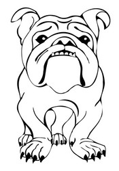 Cute English Bulldog Vector Image