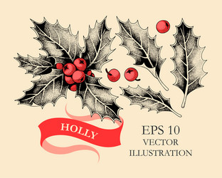 Set of holly leaves and berries vector