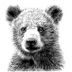 Animal bear face hand drawn sketch realistic Vector Image
