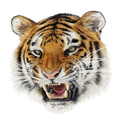 Angry sabertooth head Royalty Free Vector Image