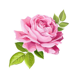 Pink Rose Flower Isolated Vector Image