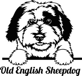 old english sheepdog peeking dog - head isolated vector