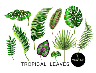 Tropical Palm Leaves & Monstera Vector Image