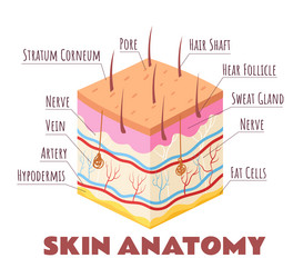 Human skin layers infographic vector