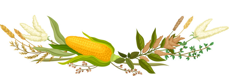 Autumn composition ears corn vector