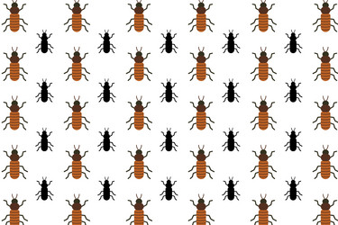 flat roach insect pattern background vector image
