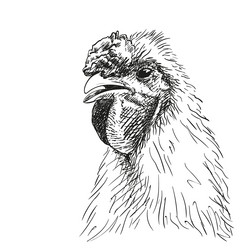 Chicken Comb Vector Images (over 1,000)