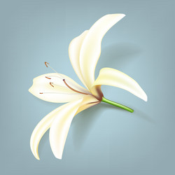 Realistic lily flower vector