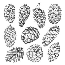 Pine cone and fir tree set botanical hand drawn Vector Image
