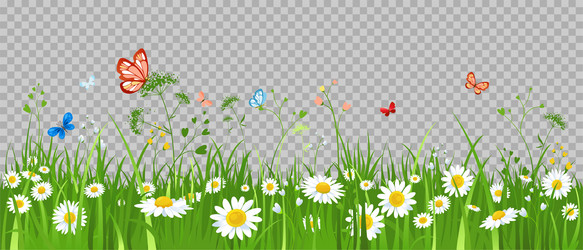 summer plants banner isolated vector