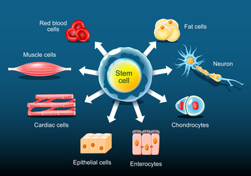 Stem cells hematopoiesis Royalty Free Vector Image