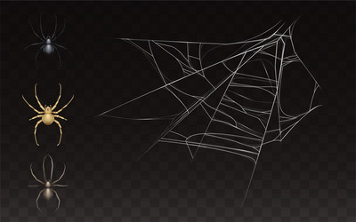collection realistic web with spider vector image