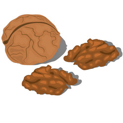whole walnut in shell with two half of core vector