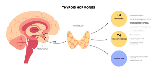 Thyroid hormones diagram Royalty Free Vector Image