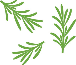 Rosemary Sprig Vector Image