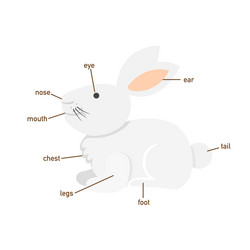 Body Parts Rabbit Vector Images (over 190)