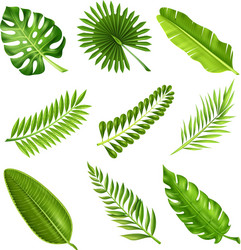 Tropical Palm Leaves Vector Image